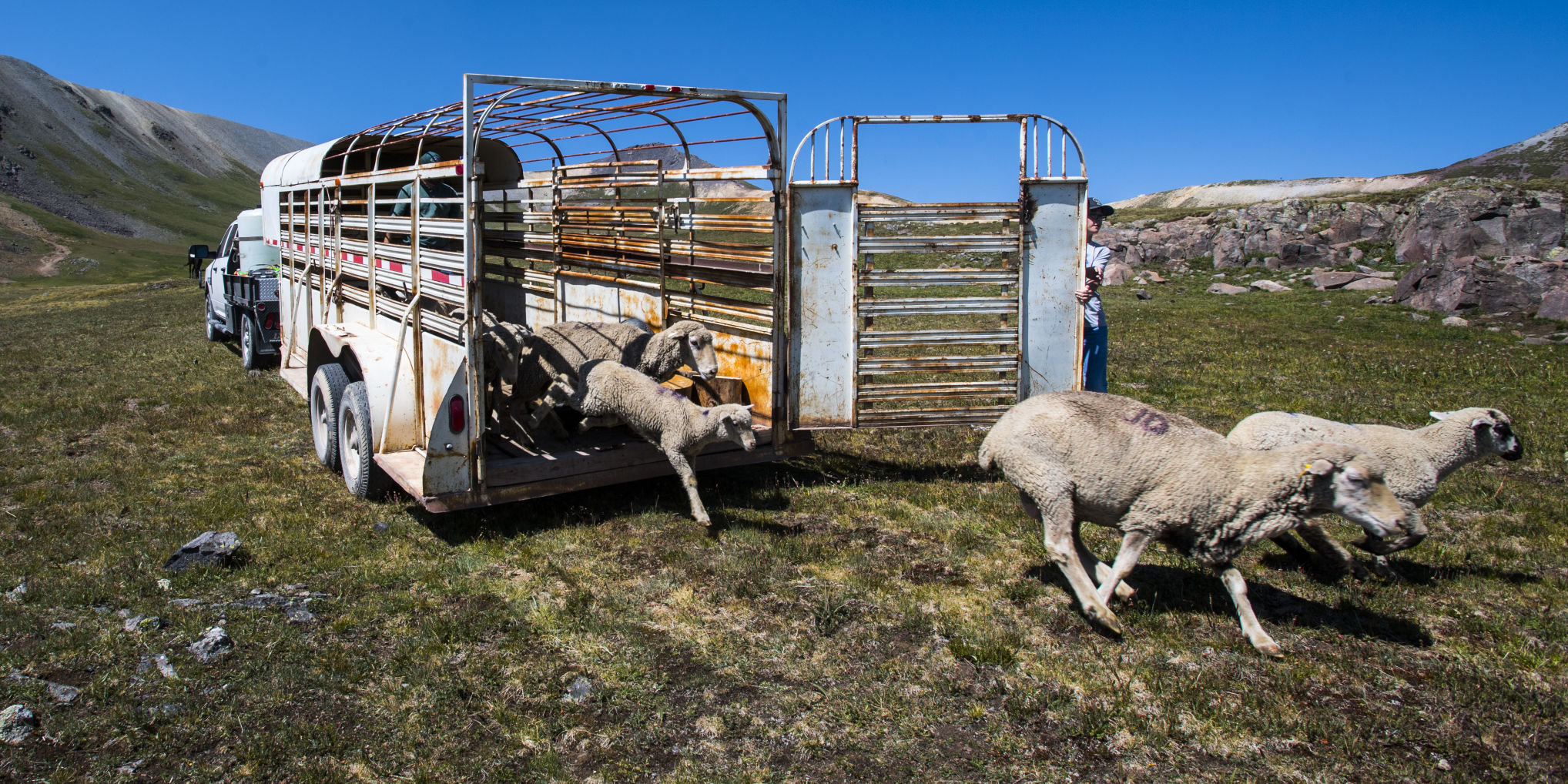 sheep herders